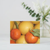 オレンジとレモン ポストカード (スタンド正面)