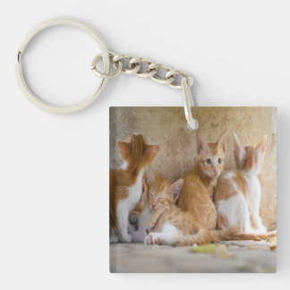 オレンジと白のトラ柄の子猫/ペットの写真を追加 キーホルダー