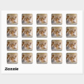 オレンジと白のトラ柄の子猫/ペットの写真を追加 スクエアシール (シート)