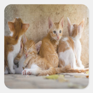 オレンジと白のトラ柄の子猫/ペットの写真を追加 スクエアシール