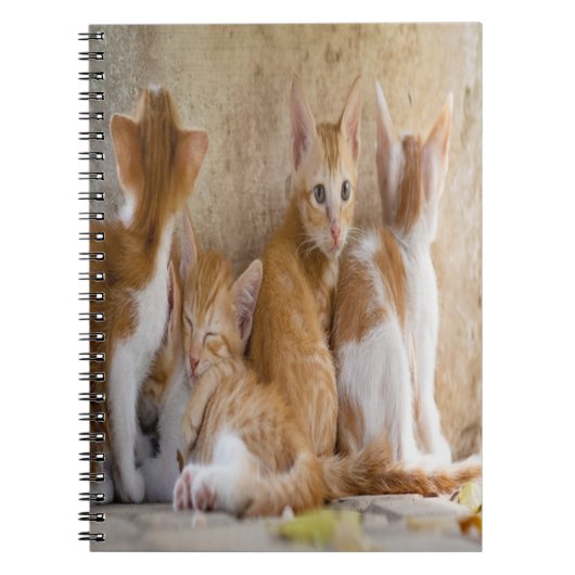 オレンジと白のトラ柄の子猫/ペットの写真を追加 ノートブック (正面)