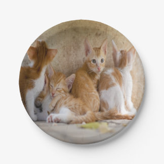 オレンジと白のトラ柄の子猫/ペットの写真を追加 ペーパープレート
