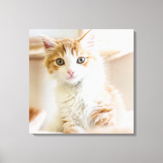 オレンジと白の子猫 キャンバスプリント (正面)