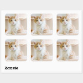 オレンジと白の子猫 スクエアシール (シート)