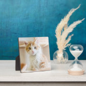 オレンジと白の子猫 フォトプラーク (インサイチュ)