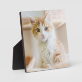 オレンジと白の子猫 フォトプラーク (正面)