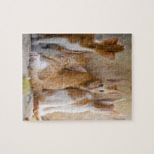 オレンジと白の虎猫キッテン/ペットの写真を追加 ジグソーパズル (横)