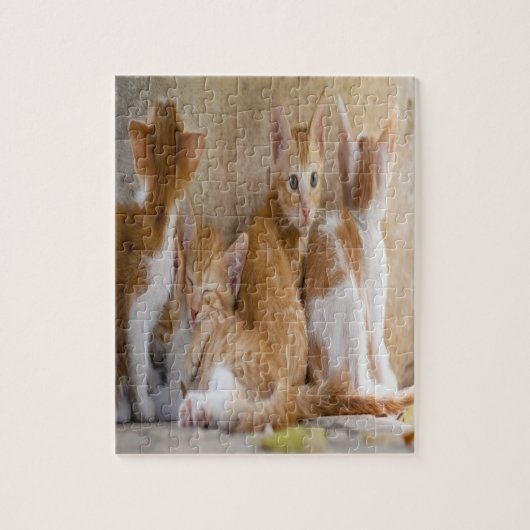 オレンジと白の虎猫キッテン/ペットの写真を追加 ジグソーパズル (縦)