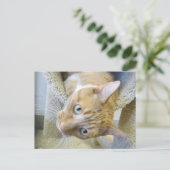 オレンジと白猫 ポストカード (スタンド正面)