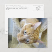 オレンジと白猫 ポストカード (正面/裏面)