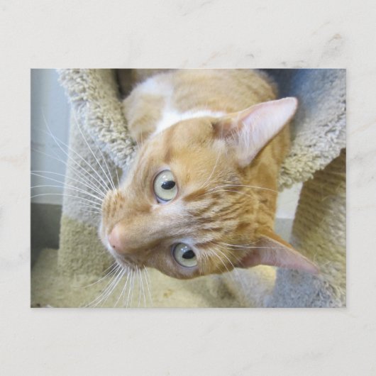 オレンジと白猫 ポストカード (正面)