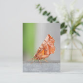 オレンジと茶色の蛾 ポストカード (スタンド正面)