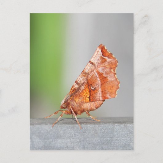 オレンジと茶色の蛾 ポストカード (正面)