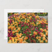 オレンジと赤の花壇 ポストカード (正面/裏面)