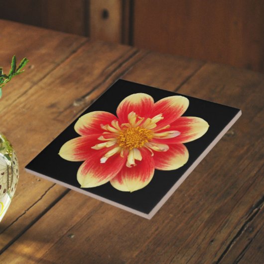 オレンジと黄色のコラレットダリアの花 タイル