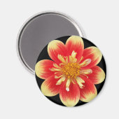 オレンジと黄色のコラレットダリアの花 マグネット (正面/裏面)