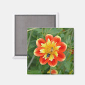 オレンジと黄色のダリア磁石 マグネット (正面/裏面)
