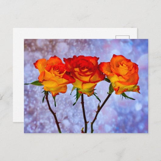 オレンジと黄色のバラの列 ポストカード (正面/裏面)