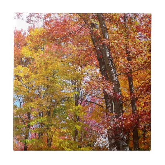 オレンジと黄色の秋の木々 秋の写真 タイル (正面)