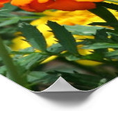 オレンジと黄色の花のポスターに蝶 ポスター (角)