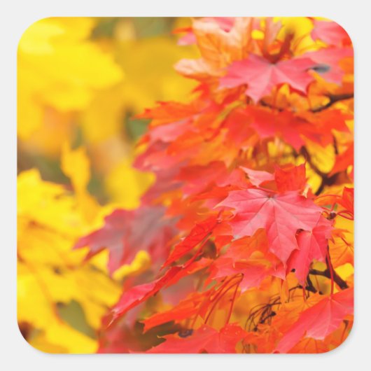 オレンジと黄色の葉秋の木 スクエアシール (正面)