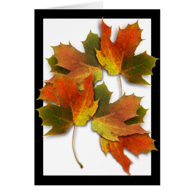 オレンジと黄金色の紅葉 (正面)