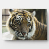 オレンジと黒いストライプベンガルトラ写真 フォトプラーク (正面)