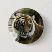 オレンジと黒いストライプベンガルトラ写真 缶バッジ (正面)