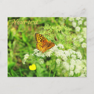 オレンジと黒の蝶の白い花 ポストカード