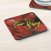 オレンジによって投げ矢のカエルのDendrobatesのバンドを付けられるleucomelas コースター (左側)