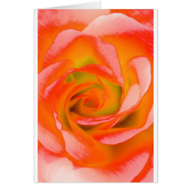 オレンジのばら色のクローズアップ (正面)