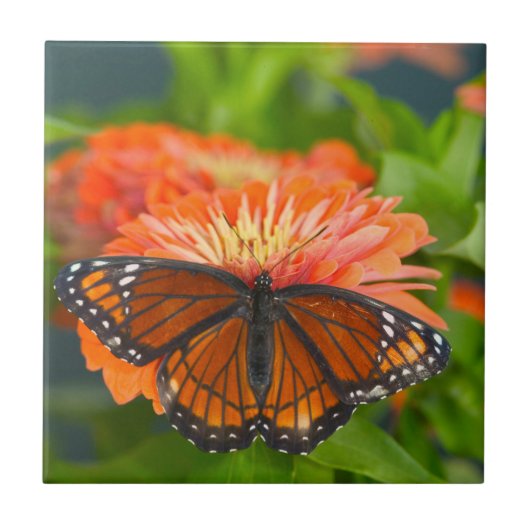オレンジのジニアにとまるルリタテハチョウ タイル (正面)