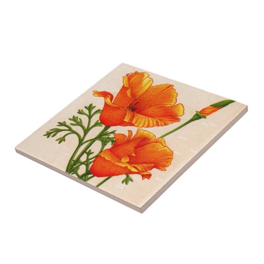 オレンジのハナビシソウのハナビシソウ タイル (側面)