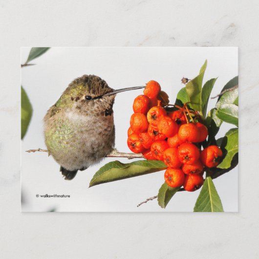 オレンジのピラカンタベリーとアンナのハミングバード ポストカード (正面)