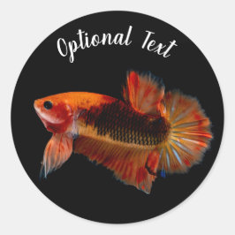オレンジのベタ闘魚 ラウンドシール