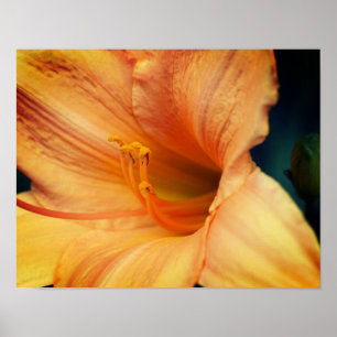 オレンジのユリの花をクローズアップ ポスター