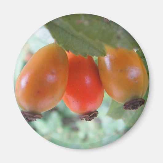 オレンジのローズヒップ3つ マグネット (正面)