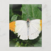 オレンジの先端の白い翼の蝶はがき ポストカード (正面)