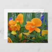 オレンジの喜び ポストカード (正面/裏面)