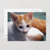 オレンジの子猫写真 ポストカード (正面/裏面)