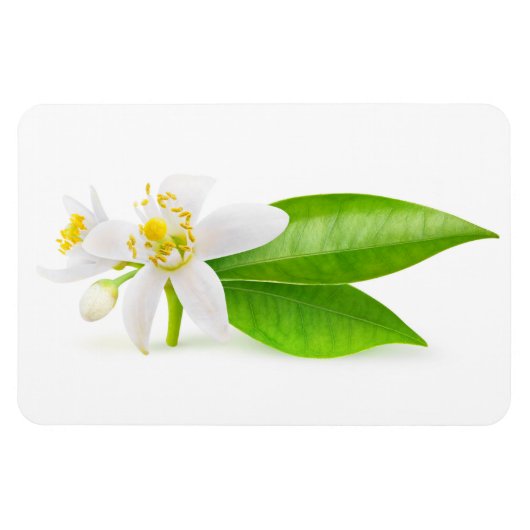 オレンジの木の花 マグネット (横)