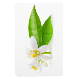 オレンジの木の花 マグネット
