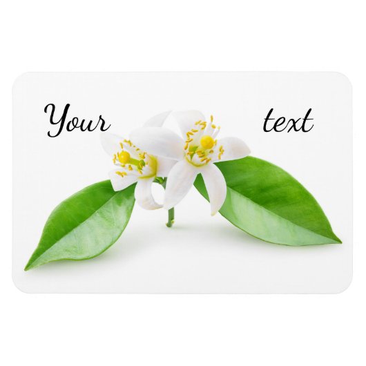 オレンジの木の花 マグネット (横)