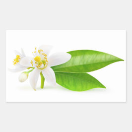 オレンジの木の花 長方形シール