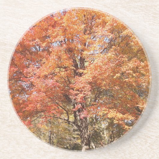 オレンジの木 コースター (正面)