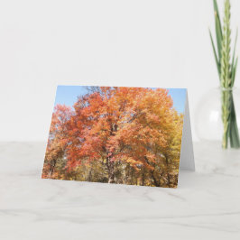 オレンジの木 シーズンカード