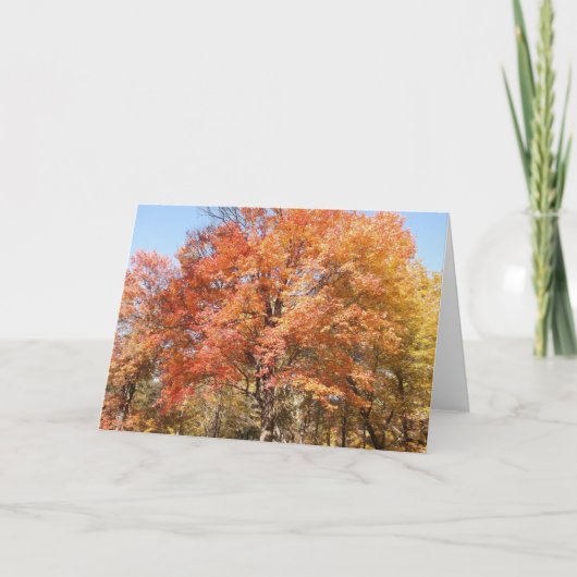 オレンジの木 シーズンカード (正面)