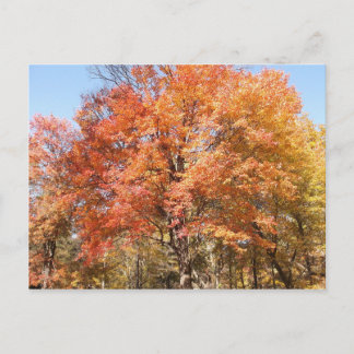 オレンジの木 ポストカード