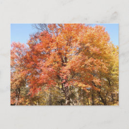 オレンジの木 ポストカード