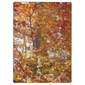 オレンジの枝の葉秋の自然 クリップボード (裏面)